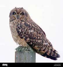 Attēlu rezultāti vaicājumam “Asio flammeus”