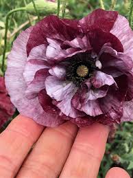 Image result for Papaver rhoeas 'Shirley'