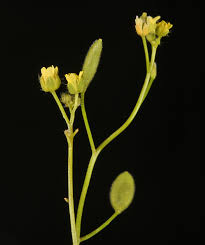 Attēlu rezultāti vaicājumam “Draba nemorosa”