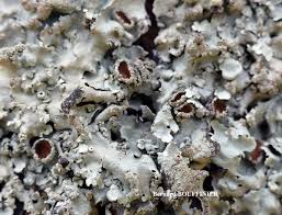 Attēlu rezultāti vaicājumam “Flavoparmelia caperata”