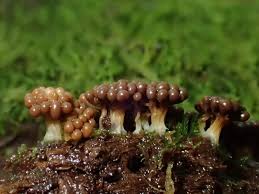 Attēlu rezultāti vaicājumam “Lindbladia tubulina”