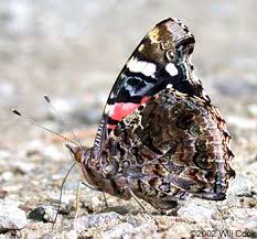Attēlu rezultāti vaicājumam “Vanessa atalanta underside”