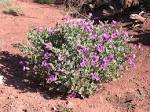 File:<b>Mirabilis</b> multiflora