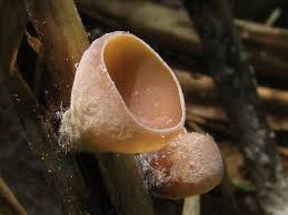 Attēlu rezultāti vaicājumam “Myriosclerotinia scirpicola”