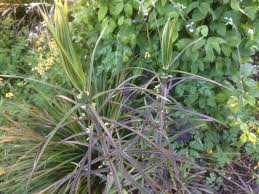 Attēlu rezultāti vaicājumam “Polygonatum verticillatum leaf”