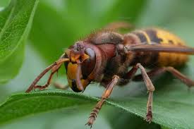 Attēlu rezultāti vaicājumam “Vespa crabro”