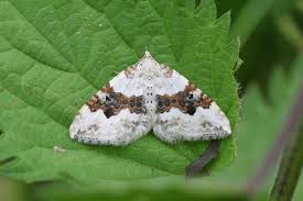 Attēlu rezultāti vaicājumam “Xanthorhoe quadrifasiata”