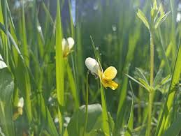 Attēlu rezultāti vaicājumam “Viola arvensis flower”