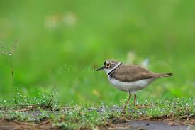 Attēlu rezultāti vaicājumam “Charadrius dubius adult”