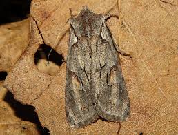 Attēlu rezultāti vaicājumam “Lithophane furcifera”