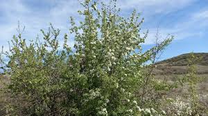 Attēlu rezultāti vaicājumam “Pyrus pyraster leaf”