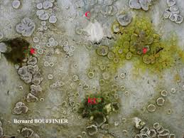 Attēlu rezultāti vaicājumam “Lecanora albella”