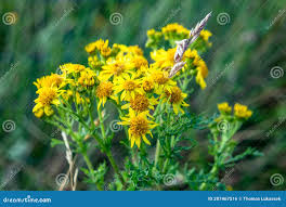 Attēlu rezultāti vaicājumam “Senecio viscosus”