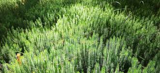 Attēlu rezultāti vaicājumam “Hypnum cupressiforme”