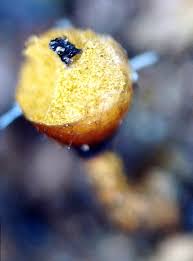 Attēlu rezultāti vaicājumam “Trichia botrytis stalked”