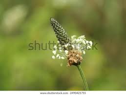 Attēlu rezultāti vaicājumam “Plantago lanceolata flower”