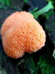 Attēlu rezultāti vaicājumam “Tubifera ferruginosa (subsp. ferruginosa) sessile”