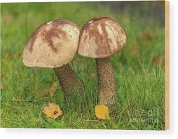 Attēlu rezultāti vaicājumam “Leccinum scabrum”