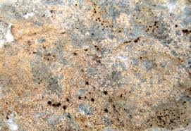 Attēlu rezultāti vaicājumam “Trapelia coarctata”