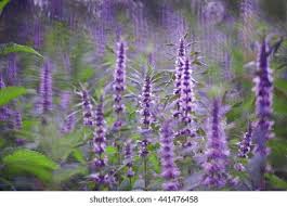 Attēlu rezultāti vaicājumam “Leonurus quinquelobatus”