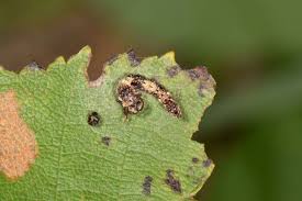 Attēlu rezultāti vaicājumam “Falcaria lacertinaria”