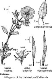 Attēlu rezultāti vaicājumam “Cistaceae”
