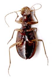 Attēlu rezultāti vaicājumam “Leistus terminatus”