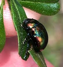 Attēlu rezultāti vaicājumam “Chrysomelidae”