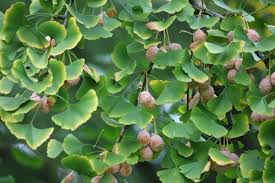 Attēlu rezultāti vaicājumam “Ginkgo biloba fruit”