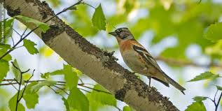 Attēlu rezultāti vaicājumam “Fringilla montifringilla”