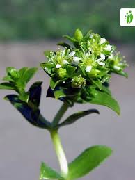 Attēlu rezultāti vaicājumam “Honckenya peploides flower”