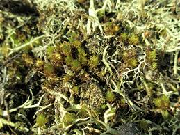 Attēlu rezultāti vaicājumam “Dicranum spurium”