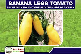 Afbeeldingsresultaat voor banana legs tomato