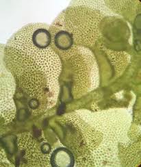 Attēlu rezultāti vaicājumam “Radula complanata sporophyte”