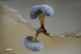 Attēlu rezultāti vaicājumam “Physarum murinum stalked”