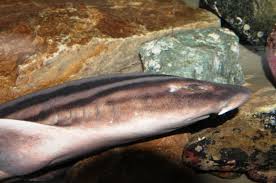 Image result for Poroderma africanum