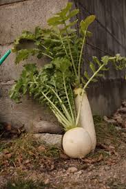 Image result for Raphanus sativus ssp. Oleiformes