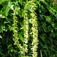 Image result for Digitalis lutea