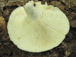 Attēlu rezultāti vaicājumam “Lactarius bertillonii”