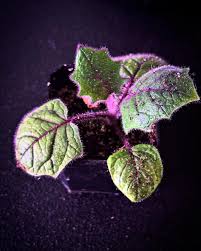 Attēlu rezultāti vaicājumam “Luzula luzuloides fruit”