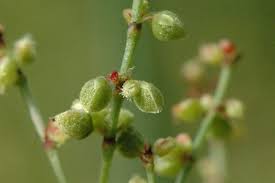 Attēlu rezultāti vaicājumam “Rumex acetosa bud”