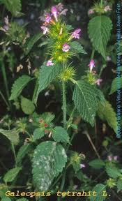 Attēlu rezultāti vaicājumam “Galeopsis tetrahit”