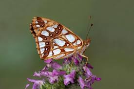 Attēlu rezultāti vaicājumam “Issoria lathonia underside”