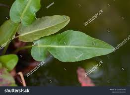 Attēlu rezultāti vaicājumam “Rumex aquaticus bud”