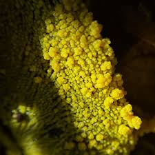 Attēlu rezultāti vaicājumam “Diderma cinereum”