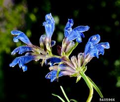 Attēlu rezultāti vaicājumam “Dracocephalum ruyschiana fruit”
