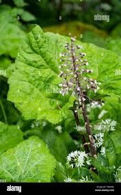 Attēlu rezultāti vaicājumam “Petasites hybridus leaf”