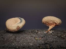 Attēlu rezultāti vaicājumam “Badhamia lilacina sessile”