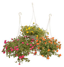 Attēlu rezultāti vaicājumam “Portulaca oleracea”