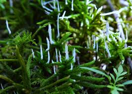 Attēlu rezultāti vaicājumam “Eocronartium muscicola”